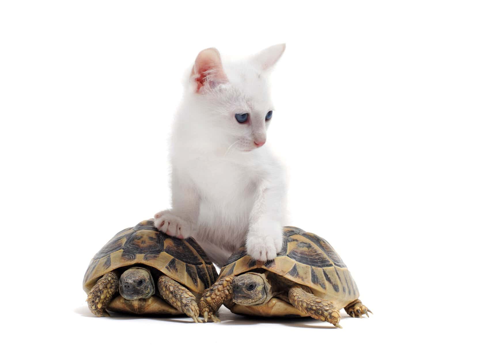 Do Cats Eat Turtles? What You Need To Know Cat Bytes