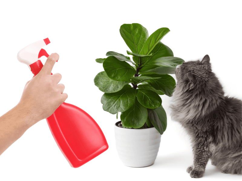 DIY Cat Repellent Spray For Plants Vet Tested And Approved Cat Bytes