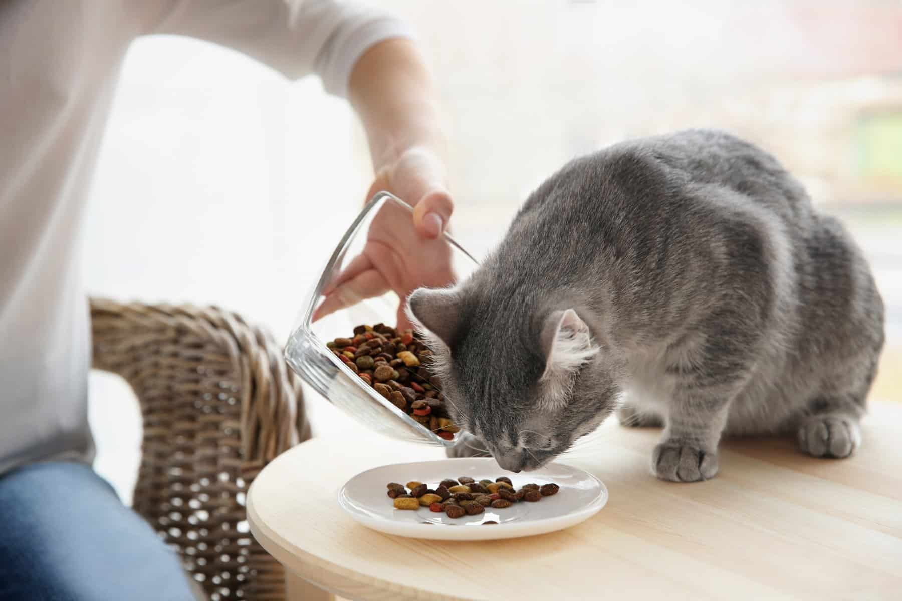 How Much To Pay A Cat Sitter For A Week In 2024 Cat Bytes
