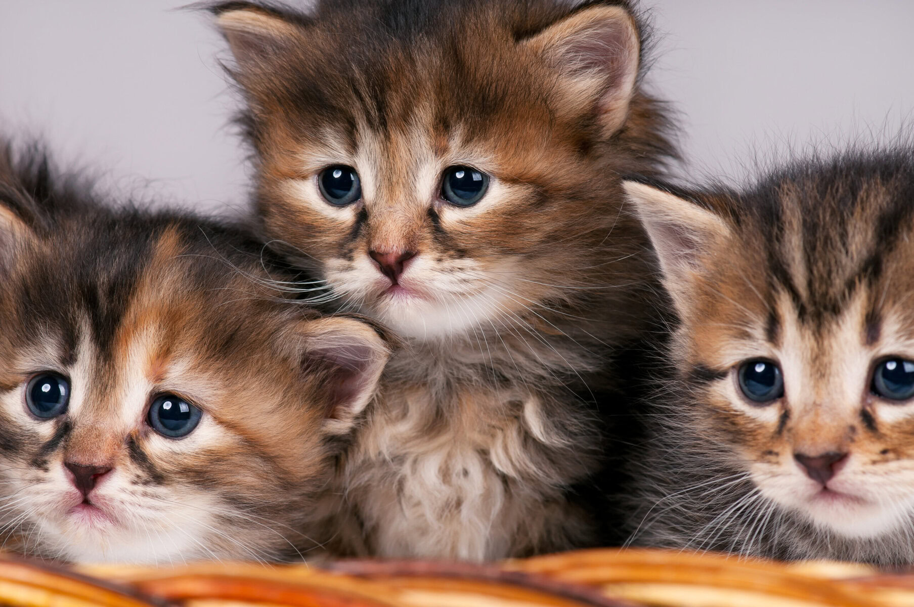 The Full Nine Lives How Long Do House Cats Typically Live Cat Bytes