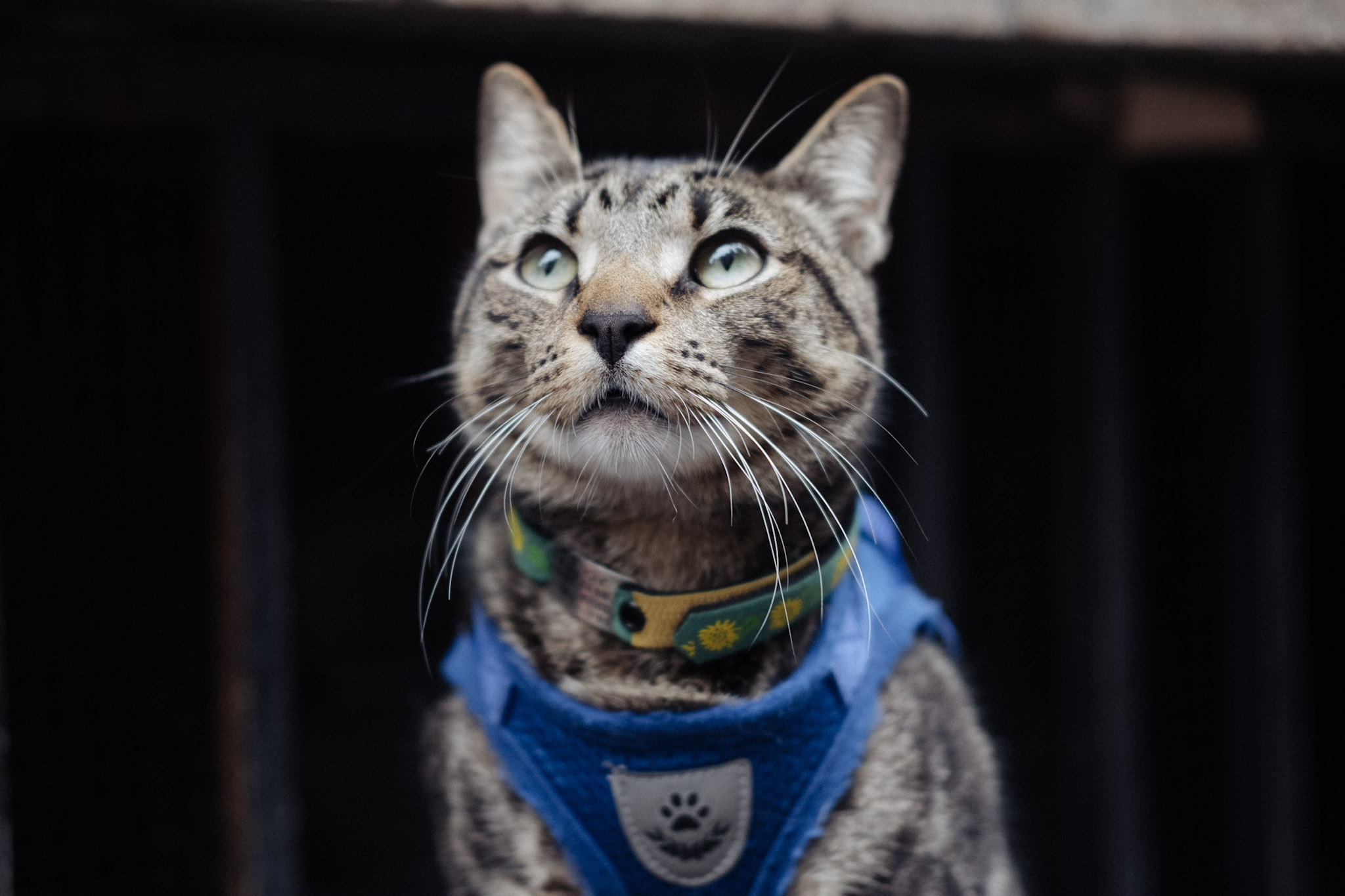 Best Documentaries About Cats The Cat Movie Archive