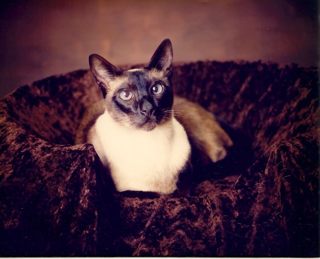 Pedigree Cat Breeds The Siamese Cat CatOpedia