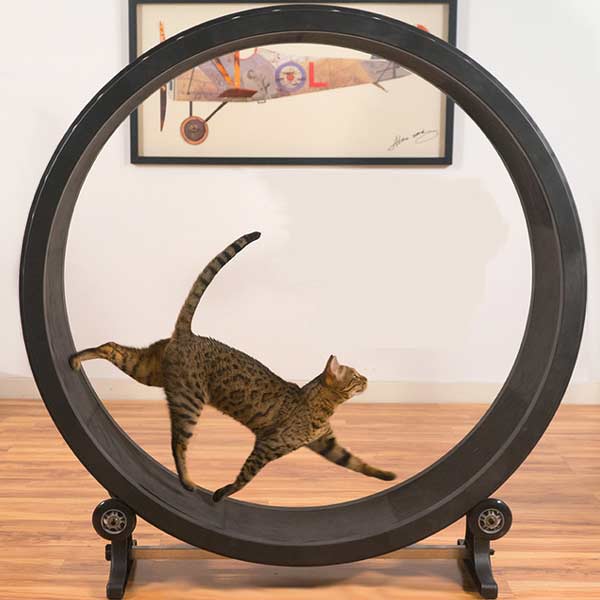 猫用のルームランナー「Cat Exercise Wheel」が日本でも販売開始