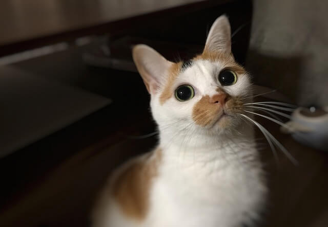 黒猫の商用利用可フリー写真素材3985 | フォトック 猫のフリー写真素材 | Cat Press（キャットプレス）