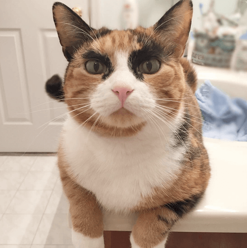 太い猫 - Twitter Search / Twitter 太い眉毛とすごい眼力！三毛猫のリリーがSnsで話題だにゃ | Cat Press（キャットプレス）