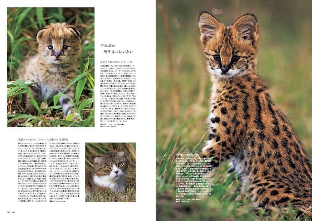 マンチカン猫の癒しの仕草に悶絶！垂れ耳と短い脚に釘付け - コラム - 緑のGoo 垂れ耳はなぜネコだけ障害が出やすいのか？驚きの新事実が満載の図鑑「家のネコと野生のネコ」 | Cat Press（キャットプレス）