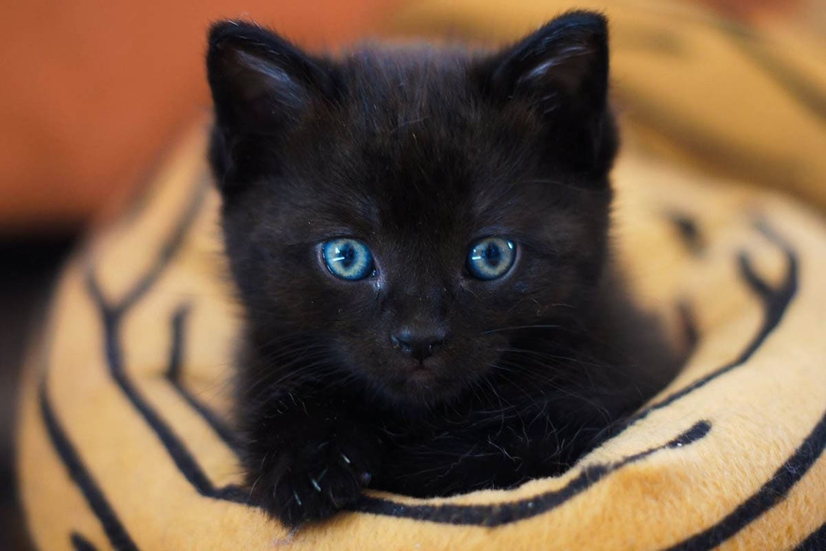 When Do Kittens Open Their Eyes? CatWorld