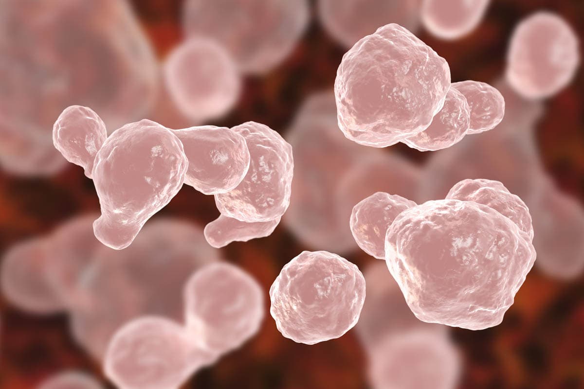 Cryptococcosis in Cats CatWorld