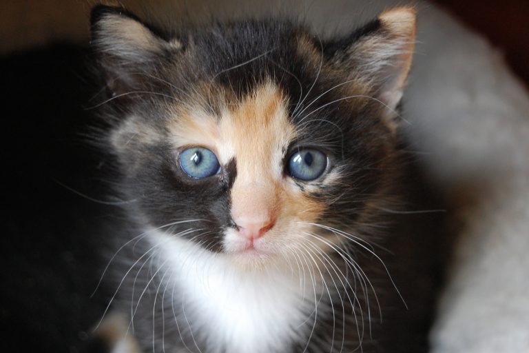 Calico Cats Everything You Wanted To Know CatWorld