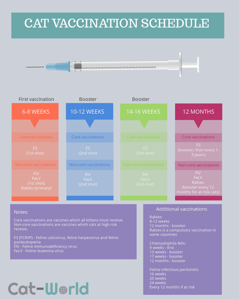 Kitten and Cat Vaccinations CatWorld