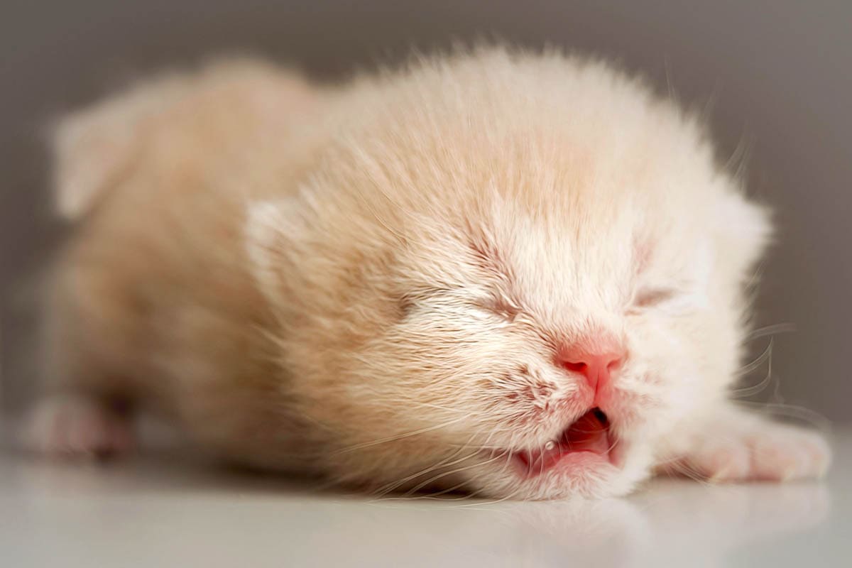How To Safely Remove Fleas From Newborn Kittens - Cat-World