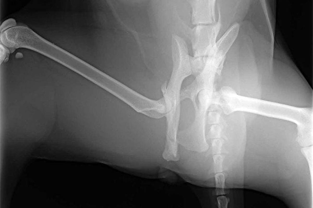 Broken Pelvis In Cats - Cat-World