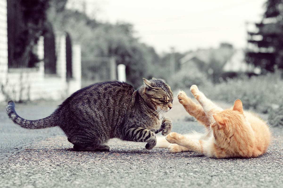 Fighting in Cats CatWorld