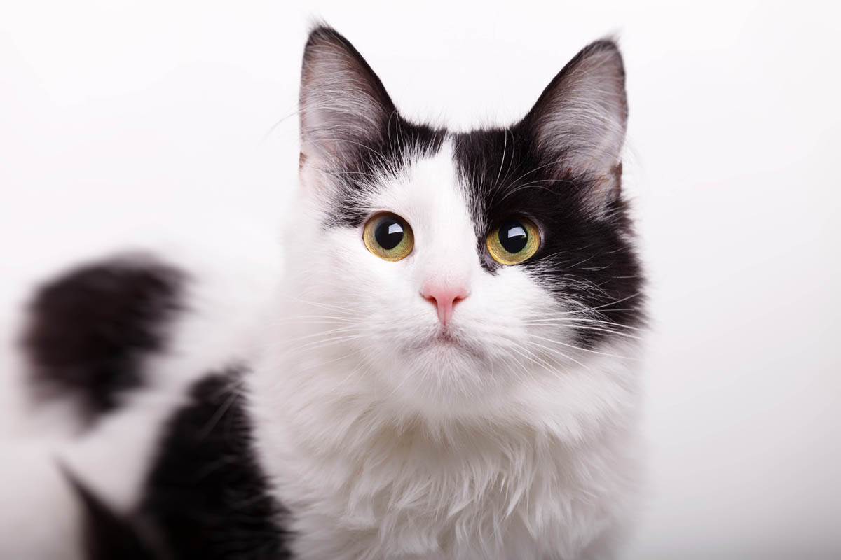 Cats As Pets Why Cats Make Great Companions CatWorld