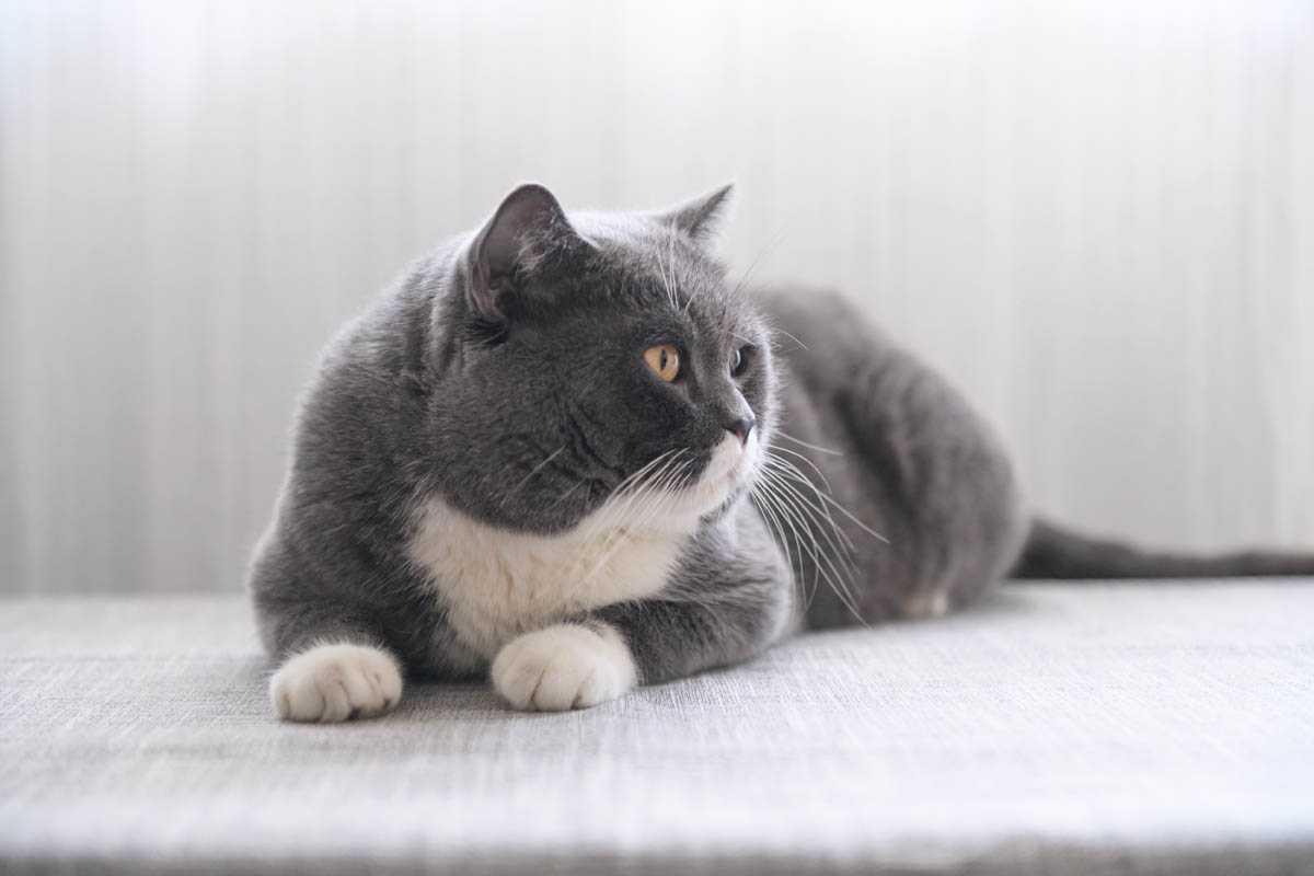 Check spelling or type a new query. Tuxedo Black And White Cats Cat World