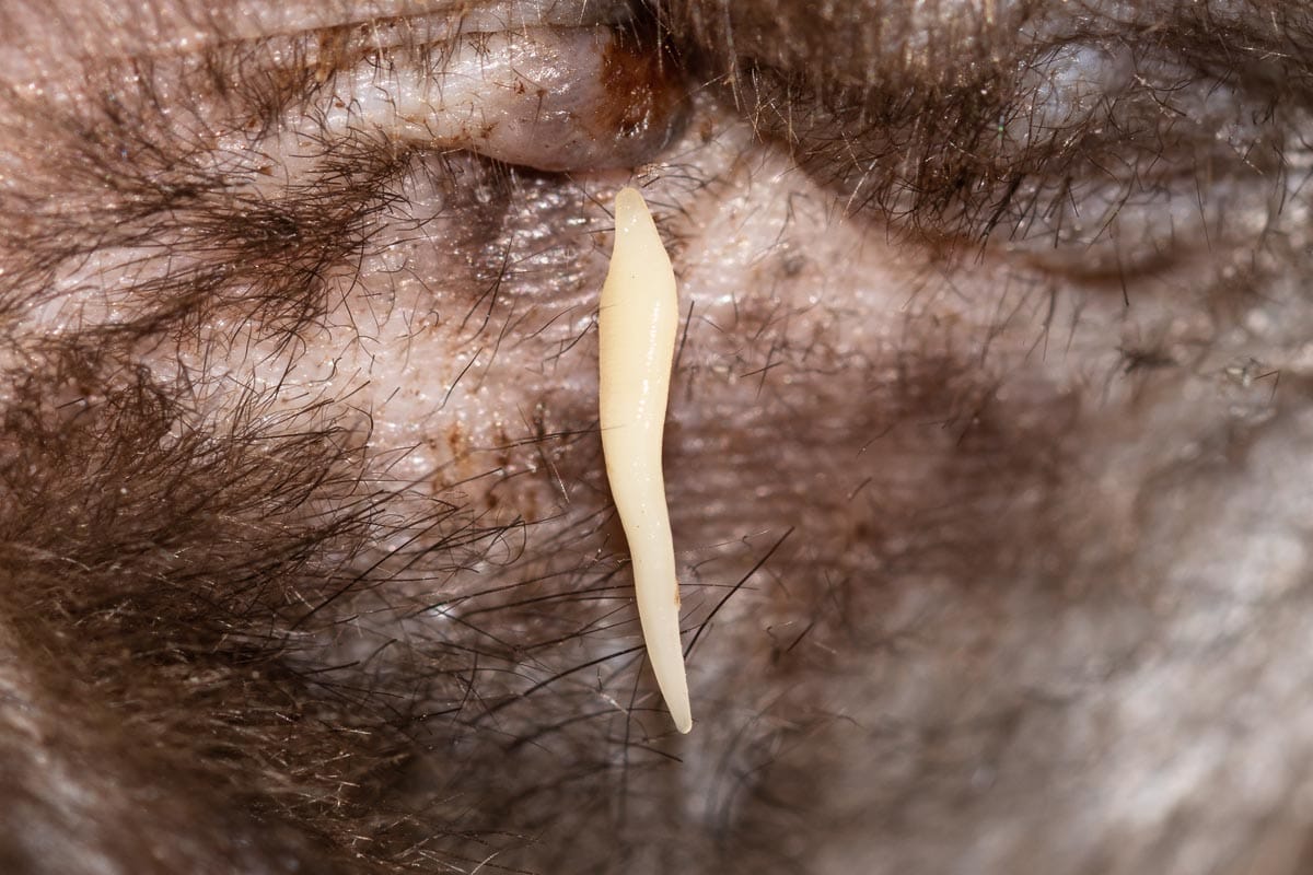 What Do Common Cat Worms Look Like? CatWorld