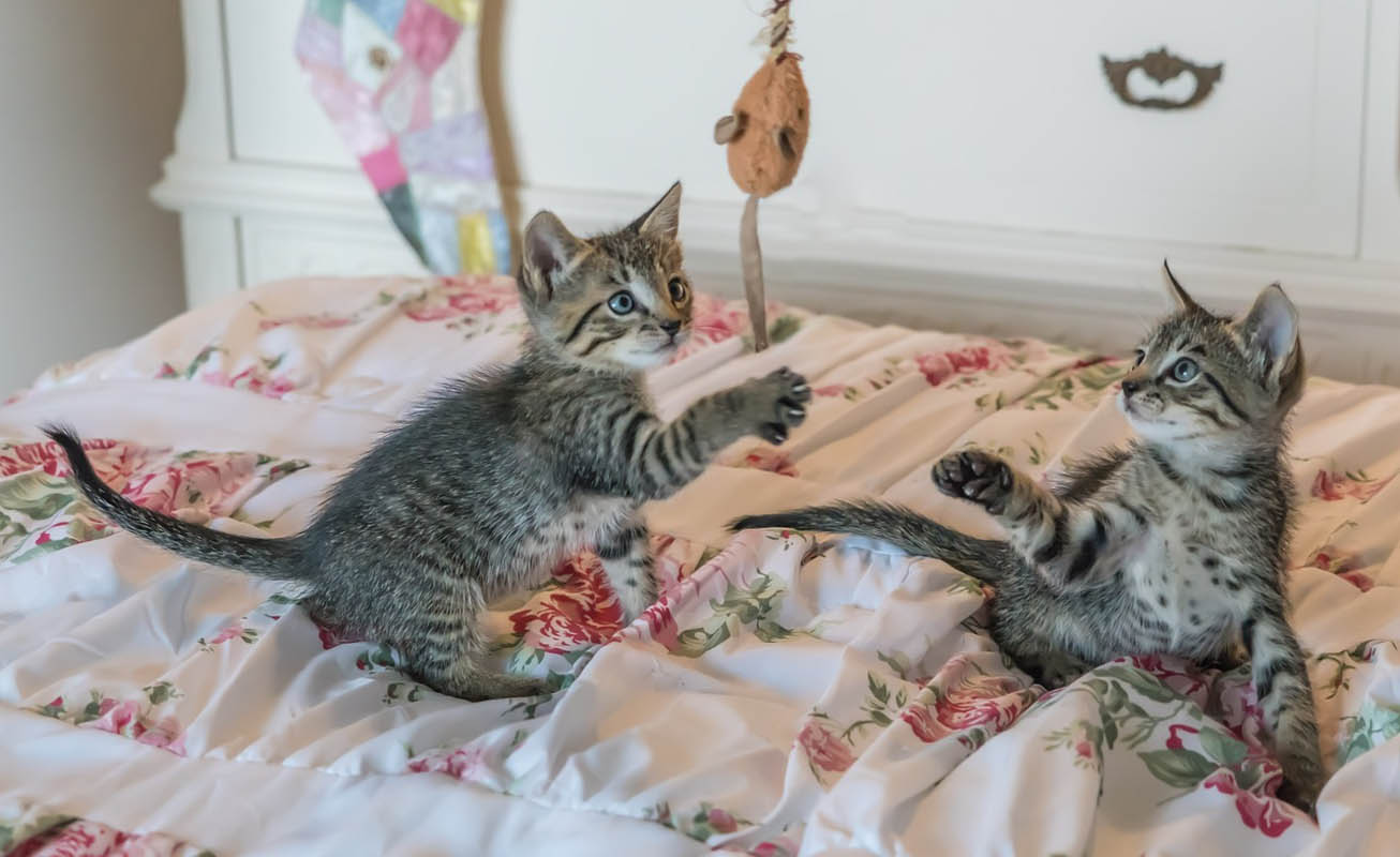 How To Stop Biting In Kittens CatWorld