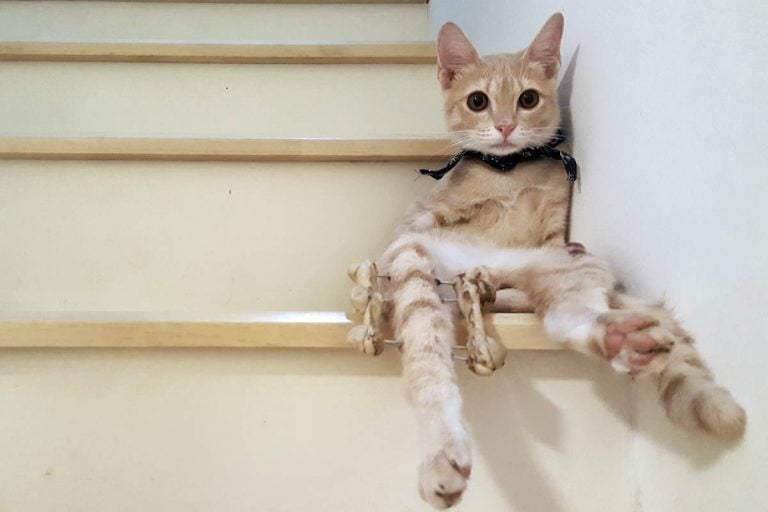 Broken Leg In Cats CatWorld