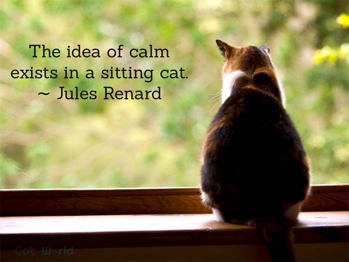 40 Best Cat Quotes Famous Quotes About Cats CatWorld