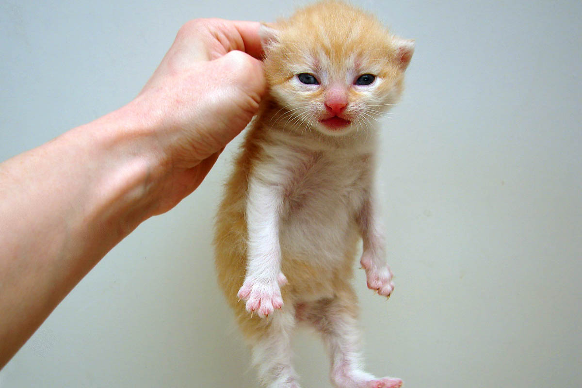 Can You Pick Up A Cat By The Scruff? CatWorld