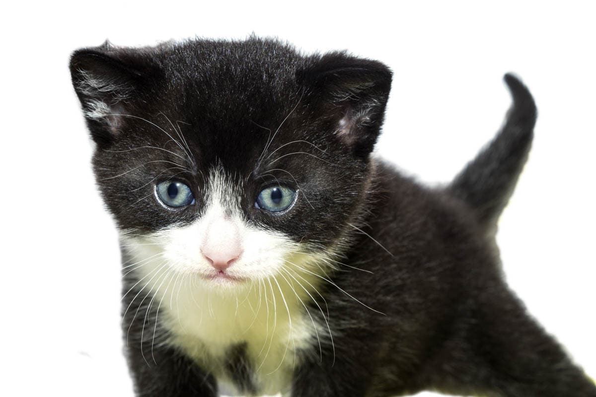 Kitten Care Week by Week (Weeks 1 to 8) Our Vet Explains CatWorld