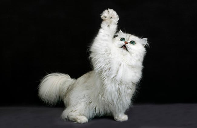 How Much Does A Purebred Persian Cat Cost