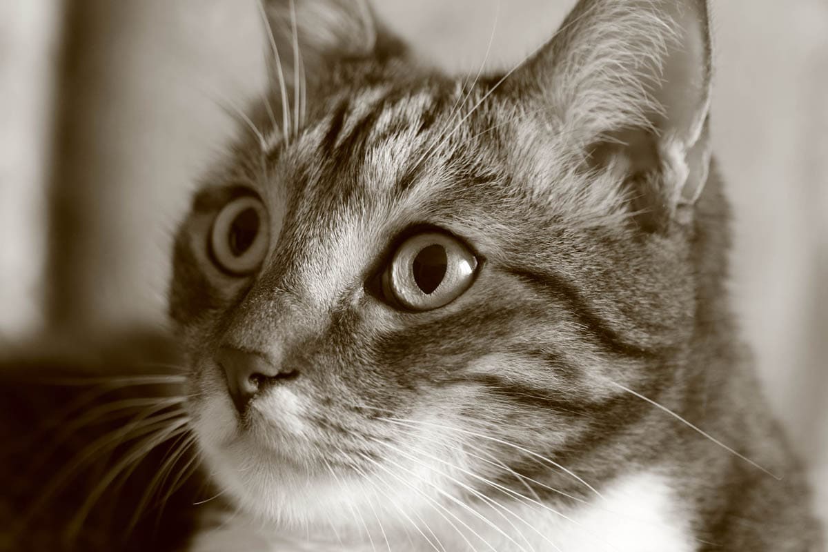 Cost of Keeping a Cat Initial and Ongoing Costs CatWorld