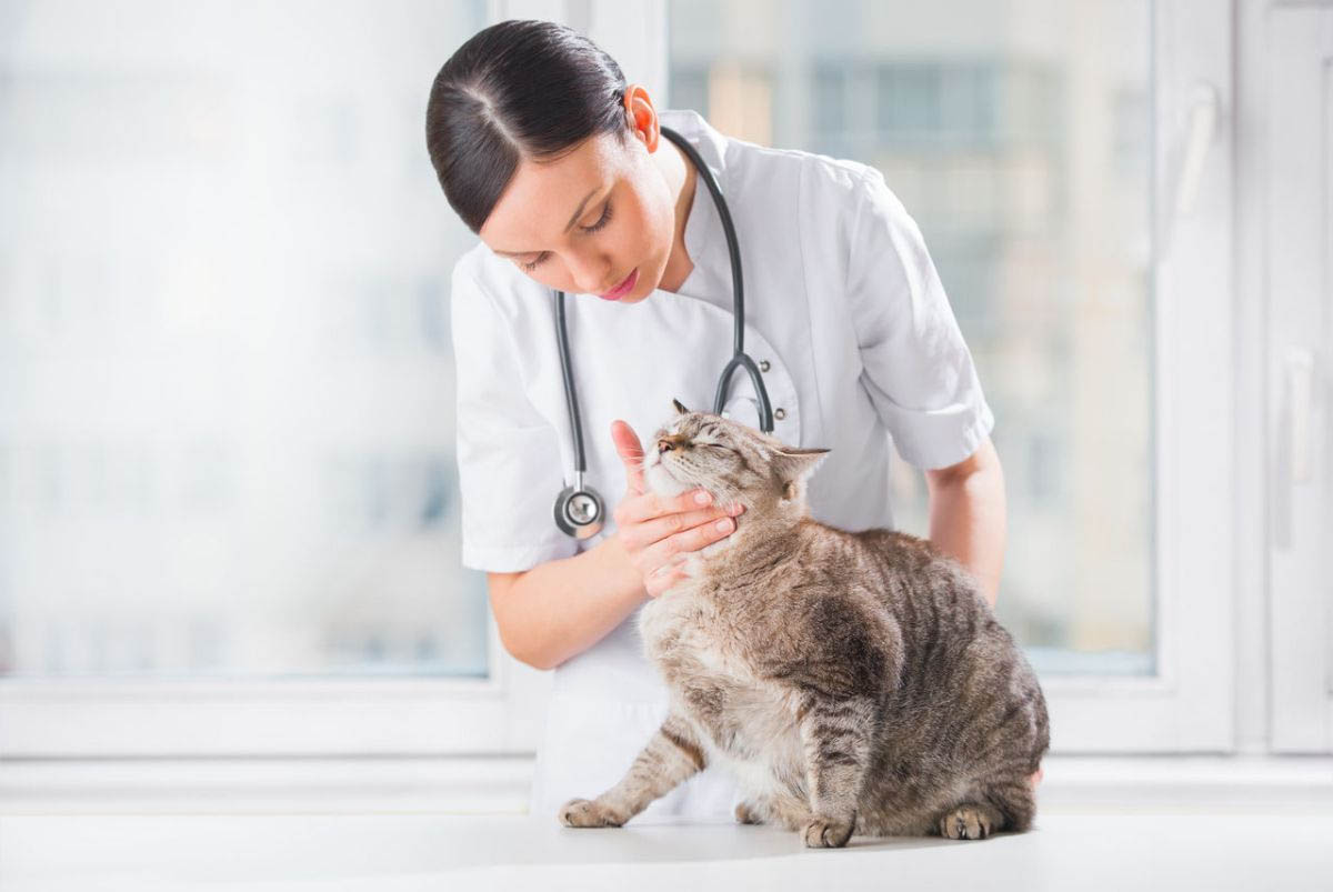 How Often Should You Take Your Cat To The Vet? CatWorld