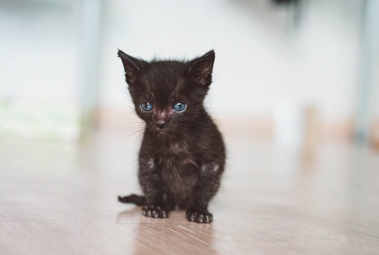 Kitten Development Week By Week (Weeks 1 to 8) CatWorld