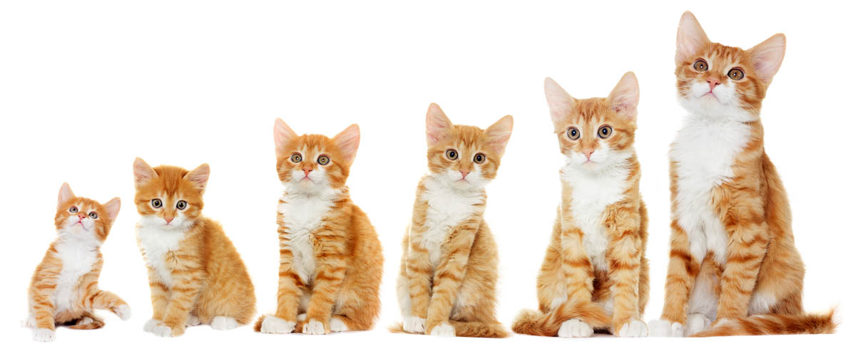 Kitten Development Week By Week (Weeks 1 To 8) - Cat-World