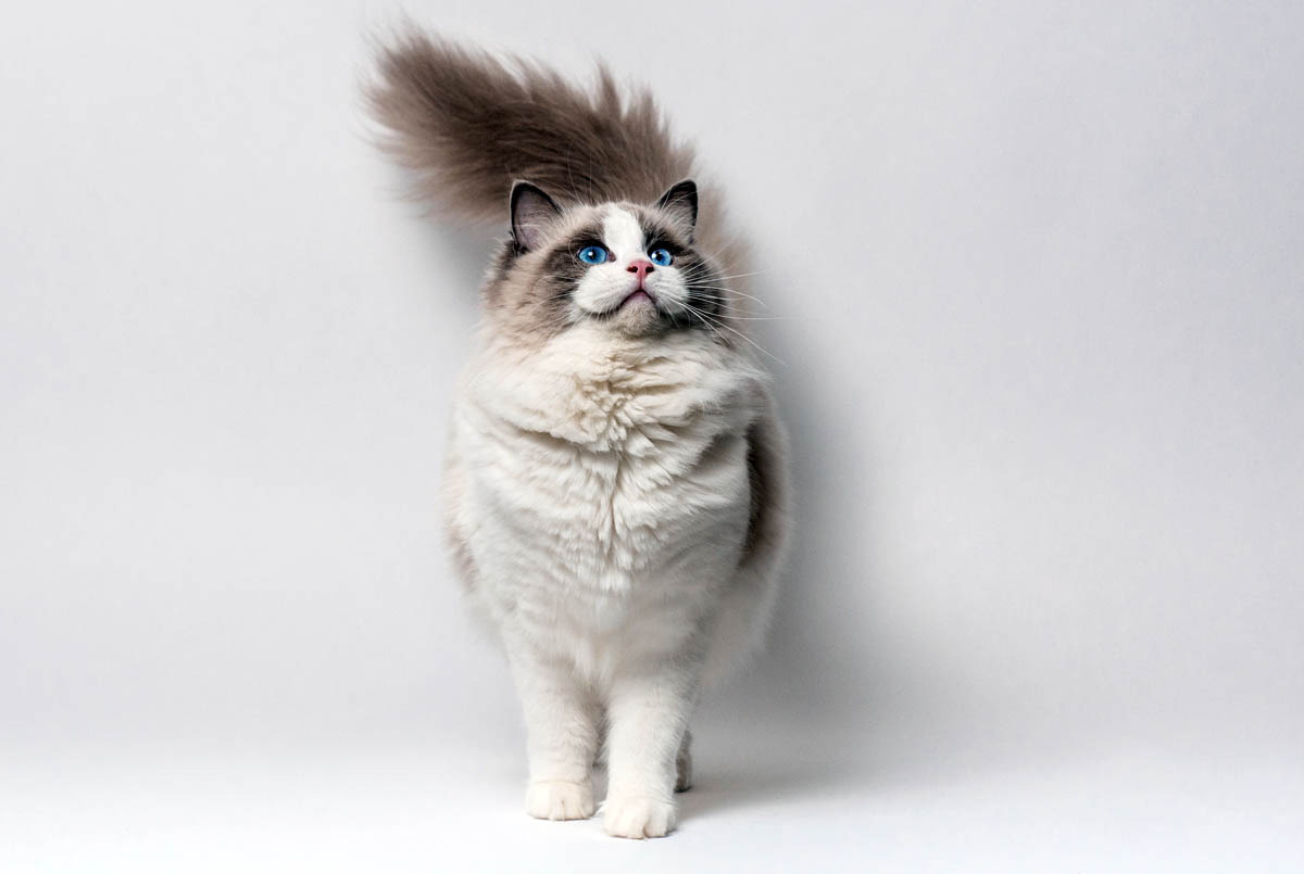 Ragdoll Cat Breed Profile CatWorld