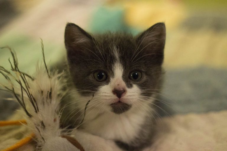 Kitten Development Week By Week (Weeks 1 to 8) CatWorld
