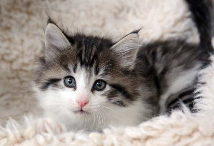 Kitten Development Week By Week (Weeks 1 to 8) CatWorld