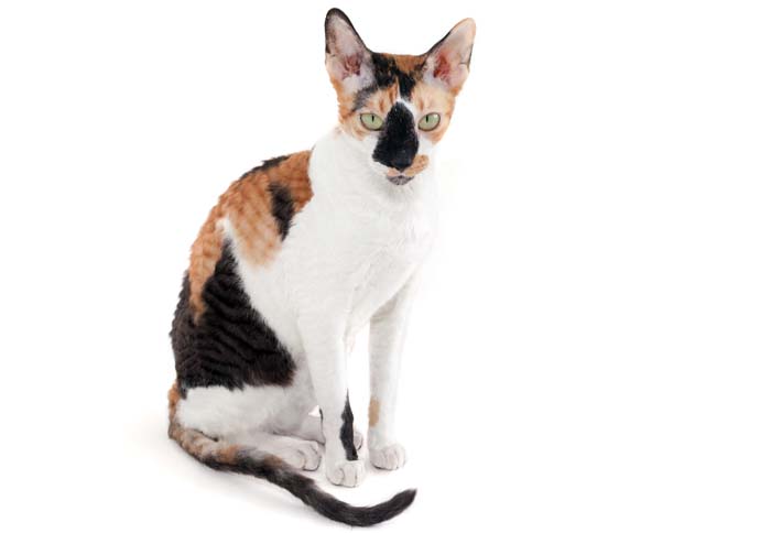 Cornish Rex Breed Profile CatWorld