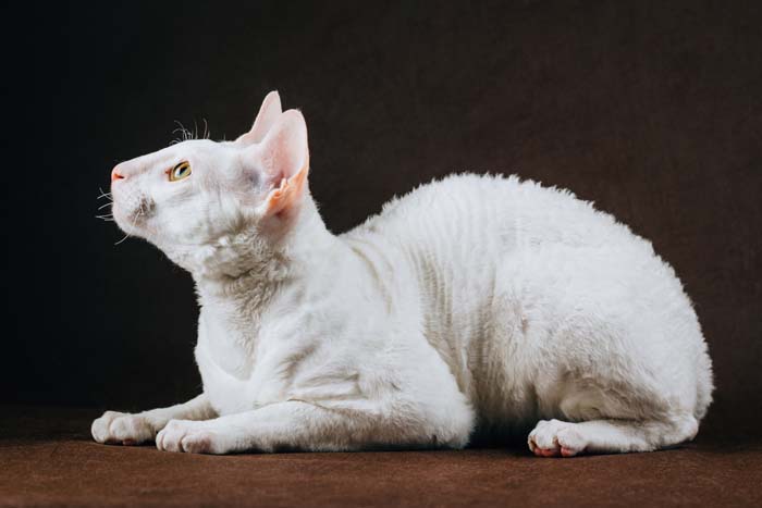 Cornish Rex Breed Profile CatWorld