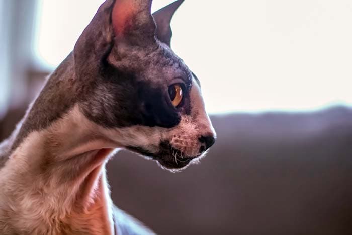 Cornish Rex Breed Profile CatWorld