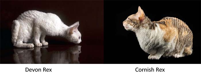 Devon Rex Breed Profile CatWorld