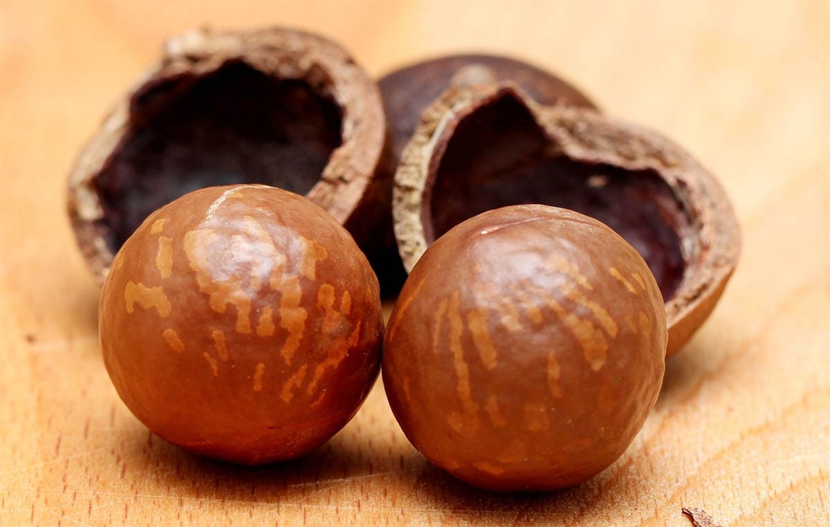 Human Foods Which Cats Can't Eat CatWorld