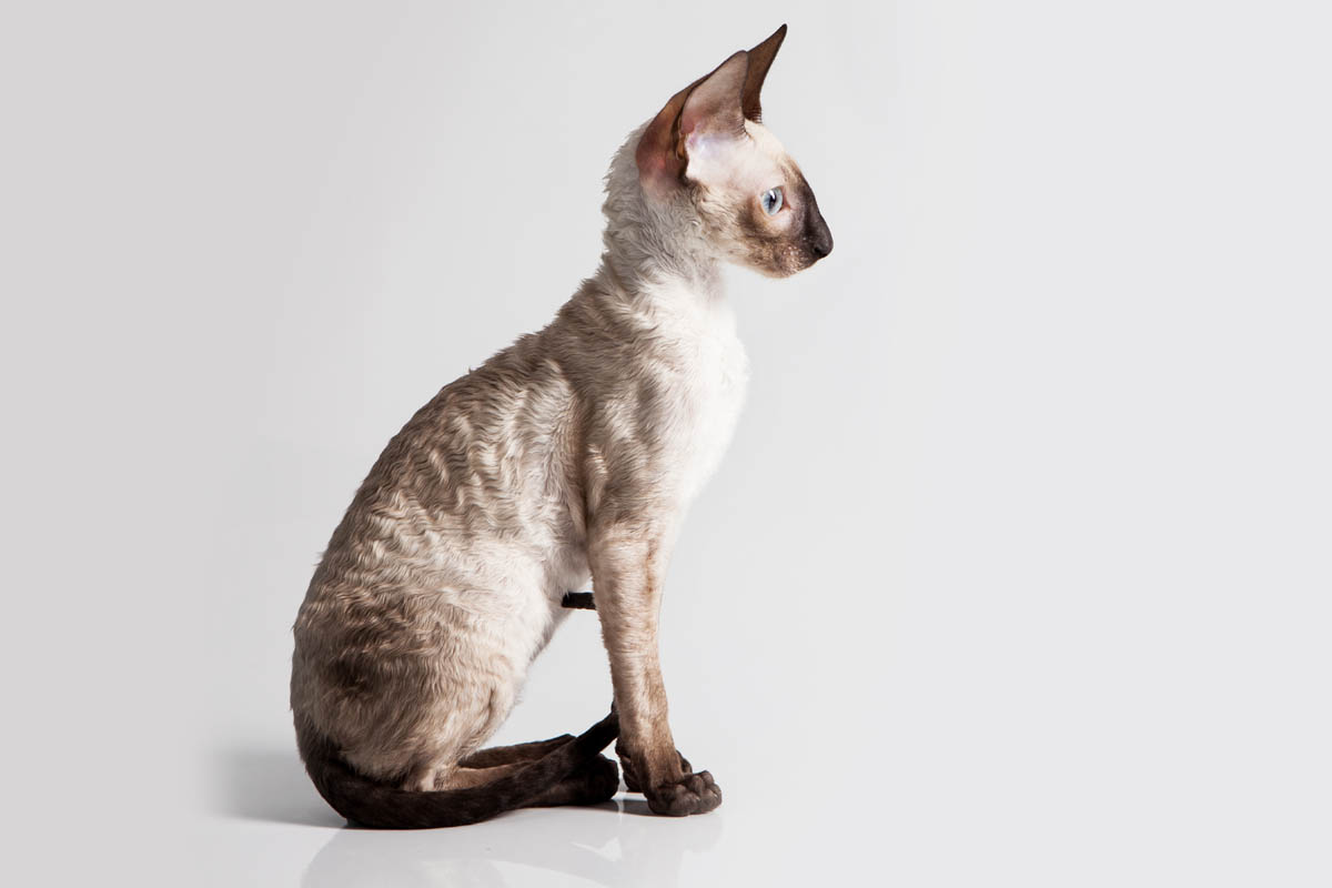 Cornish Rex Breed Profile CatWorld