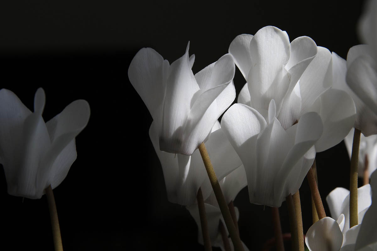 Common House (Indoor) Plants Toxic To Cats CatWorld