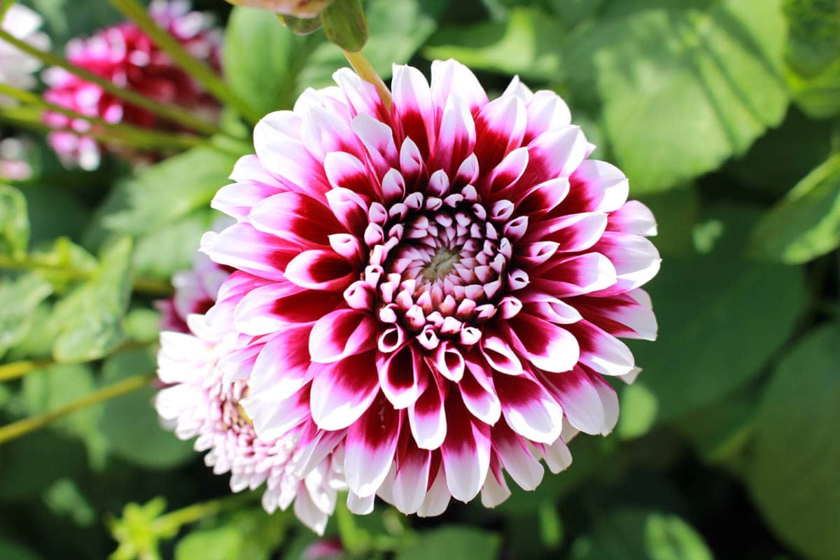 Check spelling or type a new query. Common Flowers Toxic to Cats - Cat-World