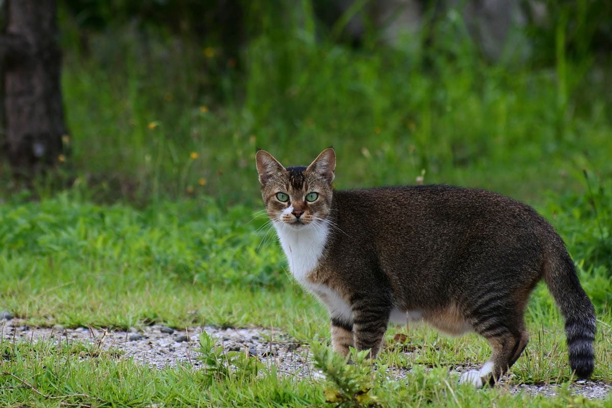 Primordial Pouch (Cat Belly Flap) in Cats CatWorld