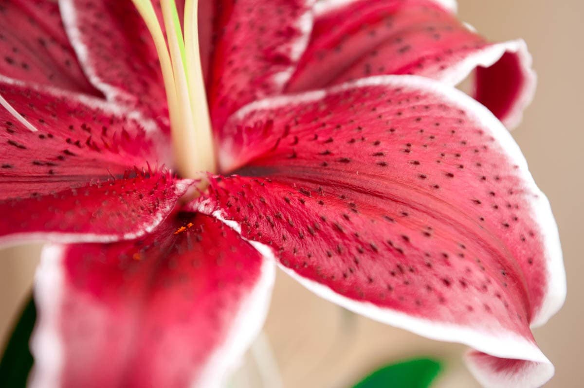 Safe and Toxic Christmas Plants List CatWorld