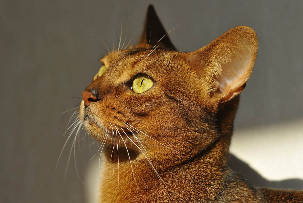 Energetic Breeds of Cat CatWorld