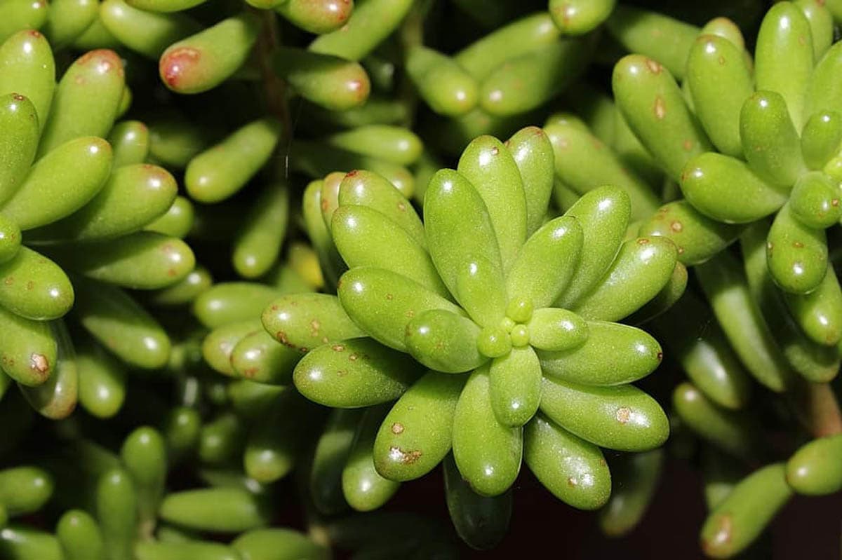 6 Succulent Species NonToxic To Cats CatWorld