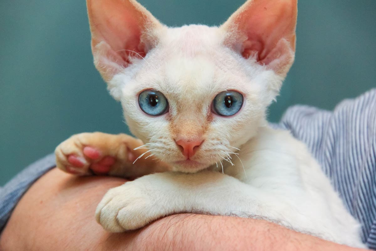 Cat Whiskers Everything You Need To Know CatWorld