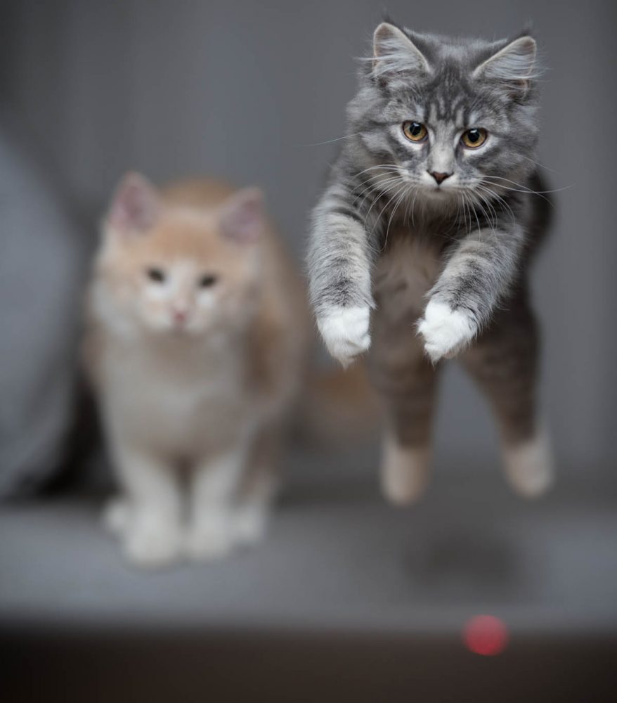 Are Laser Pointers Bad For Cats