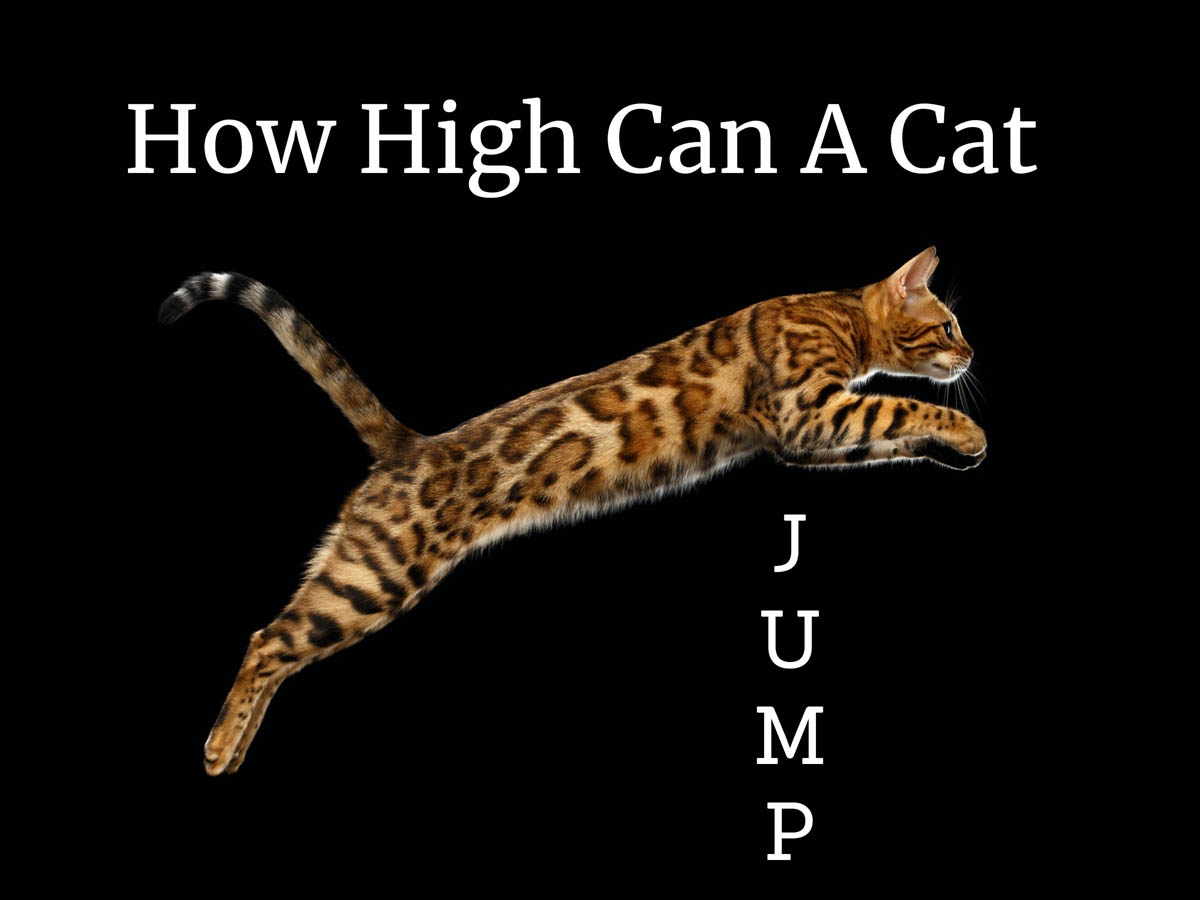 How High Can A Cat Jump? CatWorld