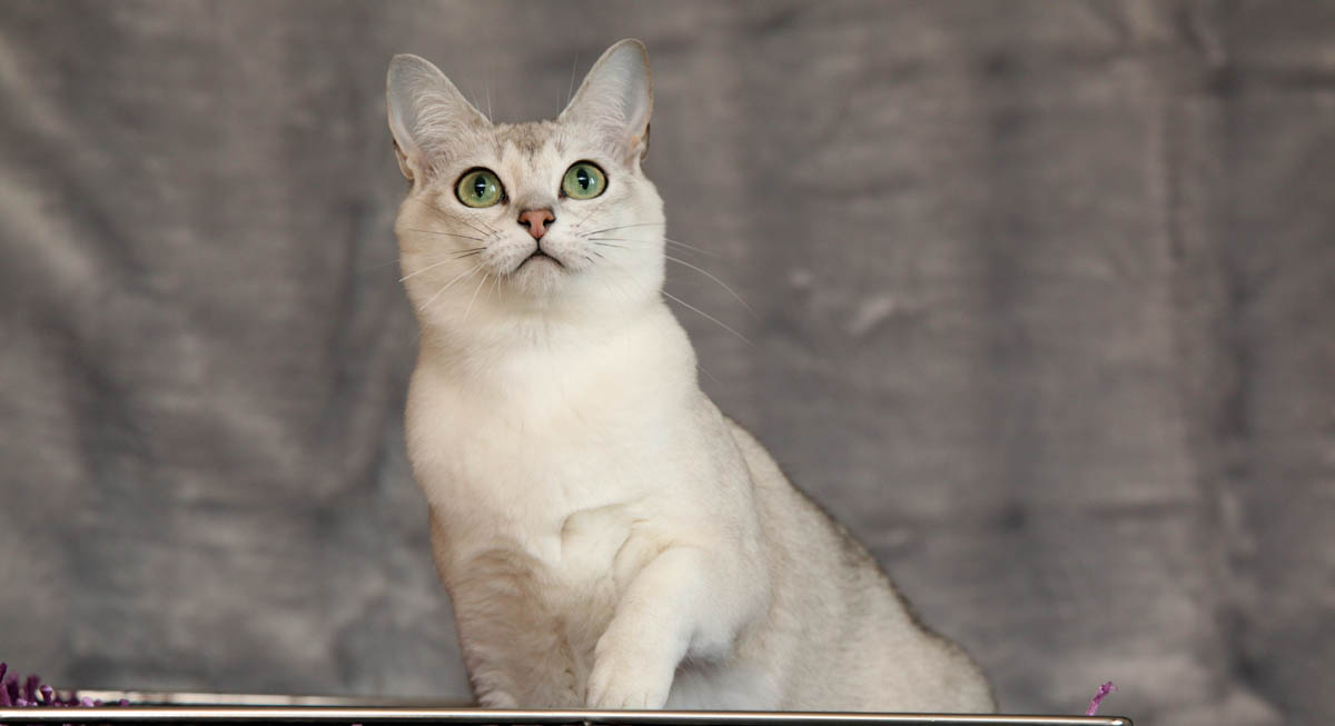 8 Best Cat Breeds For FirstTime Owners CatWorld