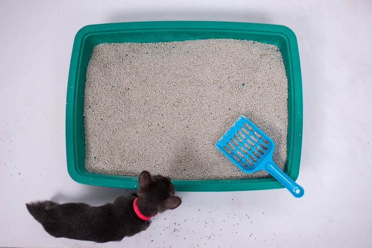 How to Properly Dispose of Cat Litter CatWorld